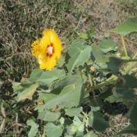 Abutilon hirtum (Lam.) Sweet